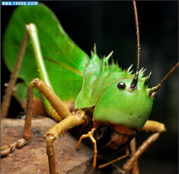 常见的有两种,六刺天狗螽,亮足天狗螽,短翼天狗螽和巨大天狗螽. /p>