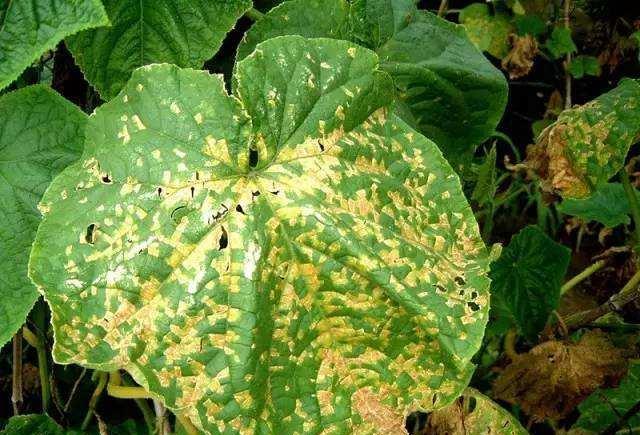 甜瓜细菌性叶枯病