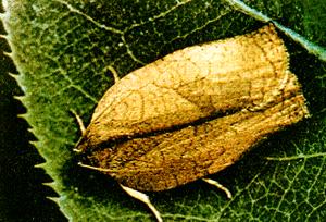  p>桑树 a href="#">桑螟 /a>, i>diaphania pyloalis /i> (walker)