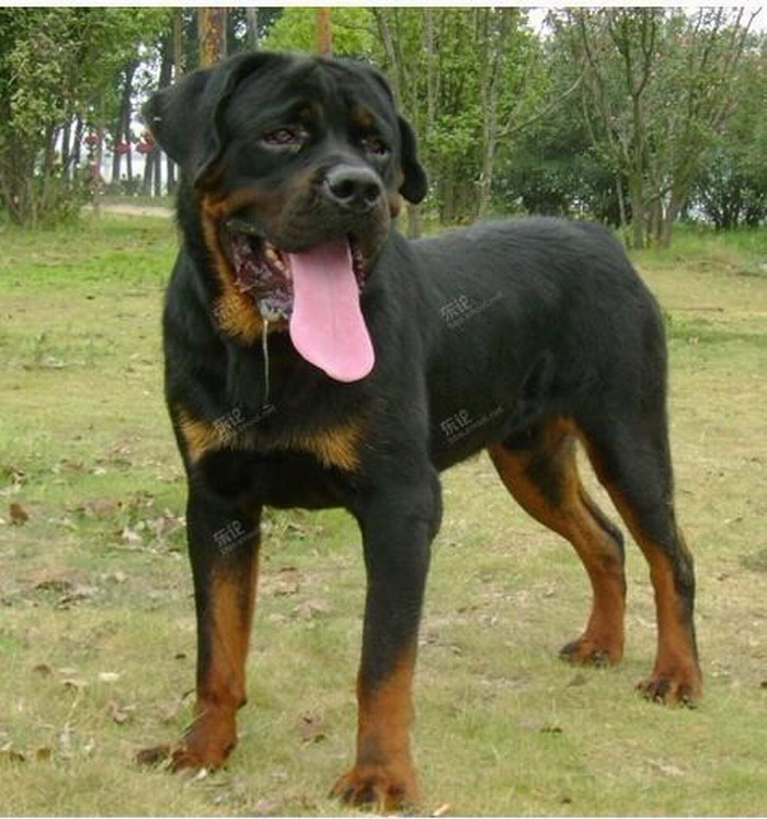 班道戈犬来自撒克逊方言的"banda"- "链条,用链条拴",1960年,美国人用