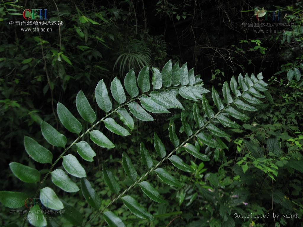  p>柳叶蕨属(学名:cyrtogonellum ching)是鳞毛蕨科柳叶蕨属植物,根状