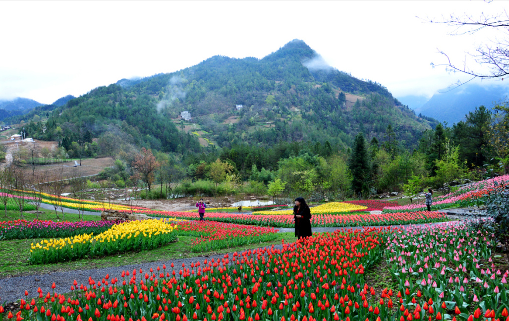 九重花岭是重庆市城口县双河乡余坪村的一个景区,占地面积1500亩