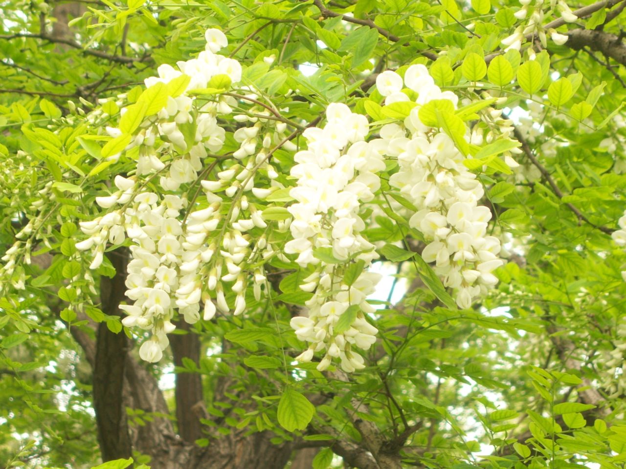  p>大花香草(学名:lysimachia grandiflora):是 a target="_blank"