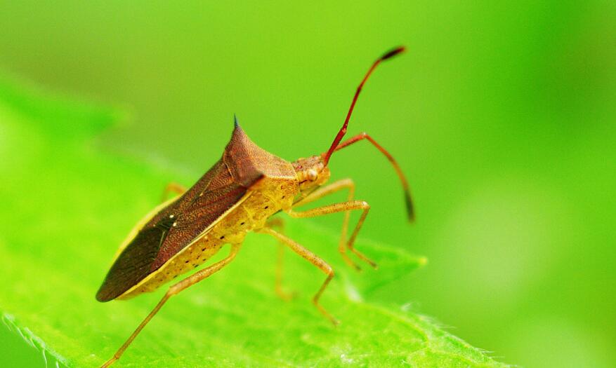 一年发生5代,主要种类有绿盲蝽蟓,三点盲蝽蟓,苜蓿盲蝽蟓等.