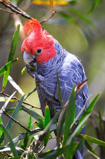  p>红冠凤头鹦鹉(学名: i>callocephalon fimbriatum /i>):体长33-37