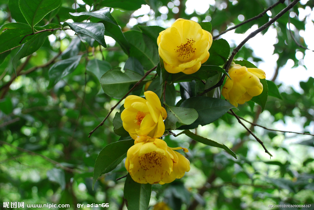  p>金花茶属于 a target="_blank" href="/item/山茶科/3223880" data