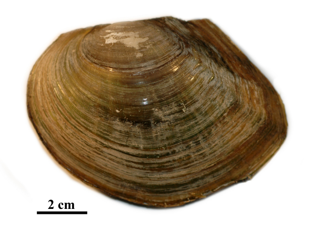  p>背角无齿蚌(学名:anodonta woodiana或sinanodonta woodiana)俗名