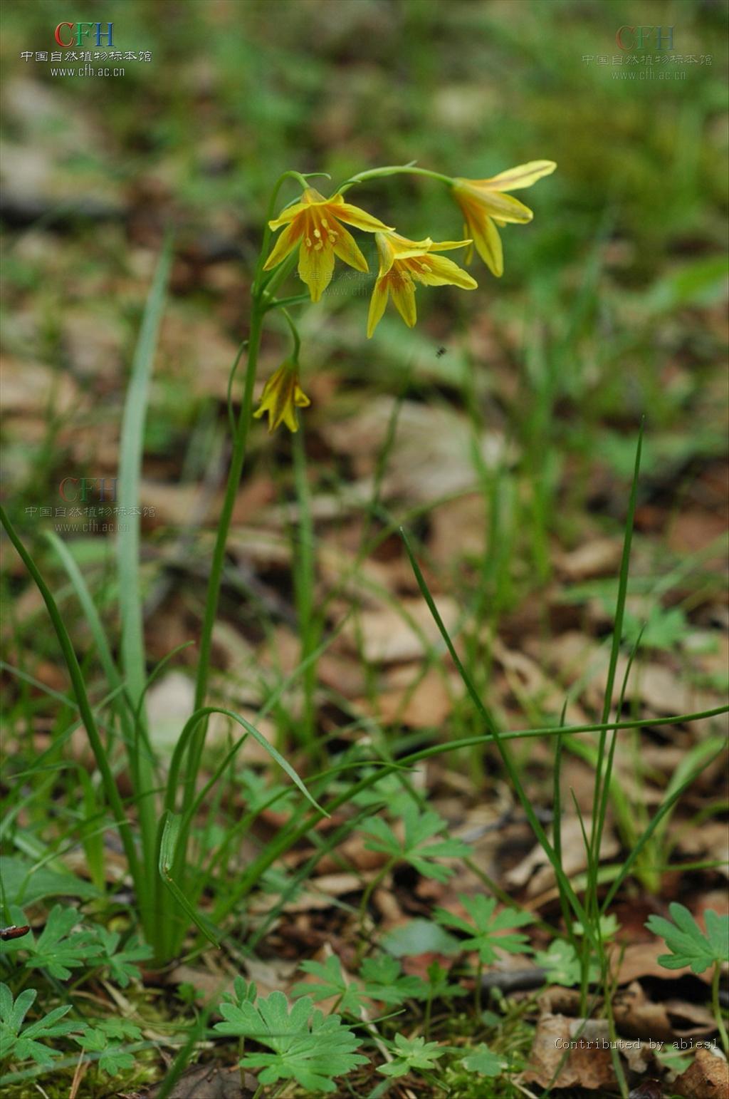  /i>是 a data-lemmaid="6262671">单子叶植物纲 /a>,百合科, a