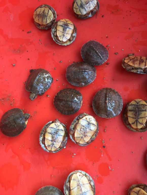  p data-id="go02dnvmwp">潘氏闭壳龟(学名: 