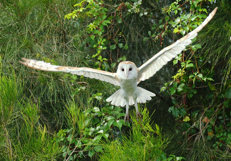  p>仓鸮加拿大亚种(学名: i>tyto alba pratincola /i>)是仓鸮的 a