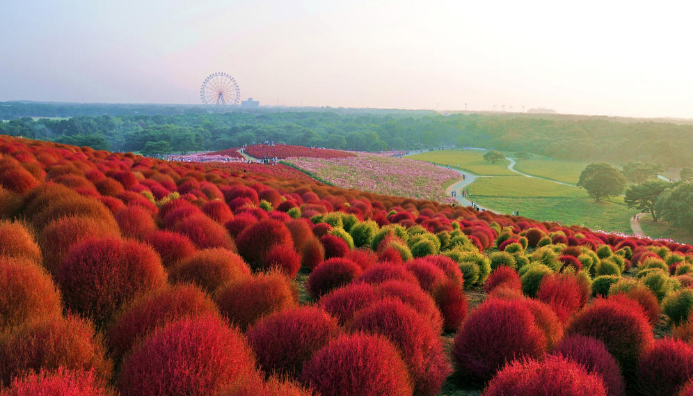 kochia scoparia (l.) schrad.