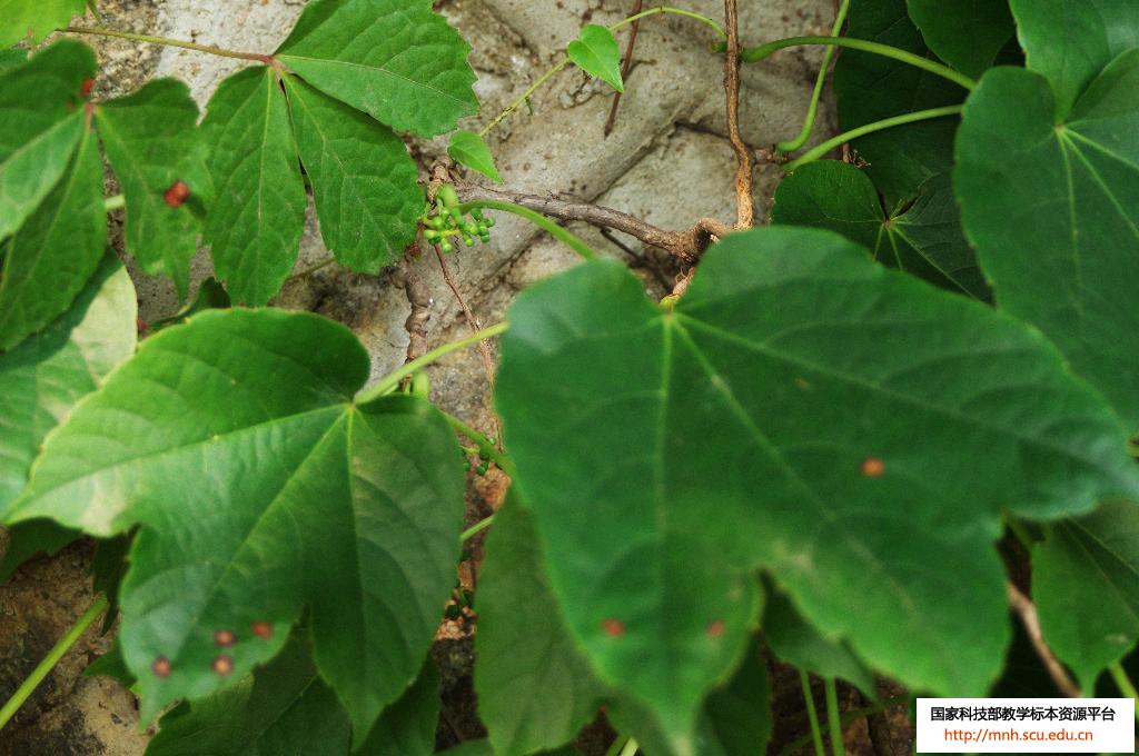  p>叶柄(petiole)是叶片与茎的联系部分,其上端与叶片相连,下端着生在