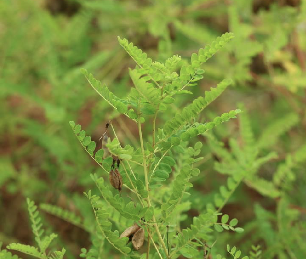  p>蒙古黄耆(学名: i>astragalus mongholicus /i> bunge)是豆科黄耆