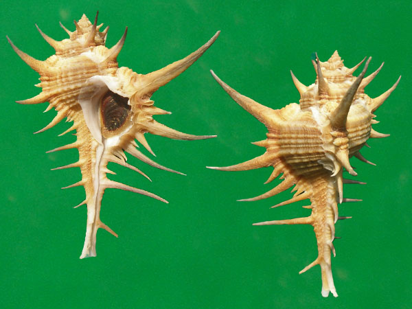  p>维纳斯骨螺,即 a href="#" data-lemmaid="2336992">栉棘骨螺 /a>