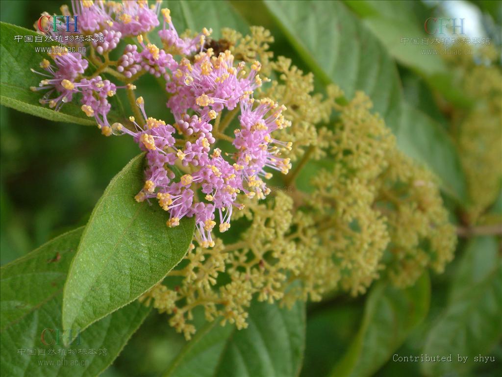 data-lemmaid="2951374">马鞭草科 /a>植物大叶紫珠callicarpa