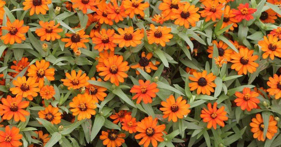  p>多花百日菊( a href="#" data-lemmaid="8074290">学名 /a>: i>