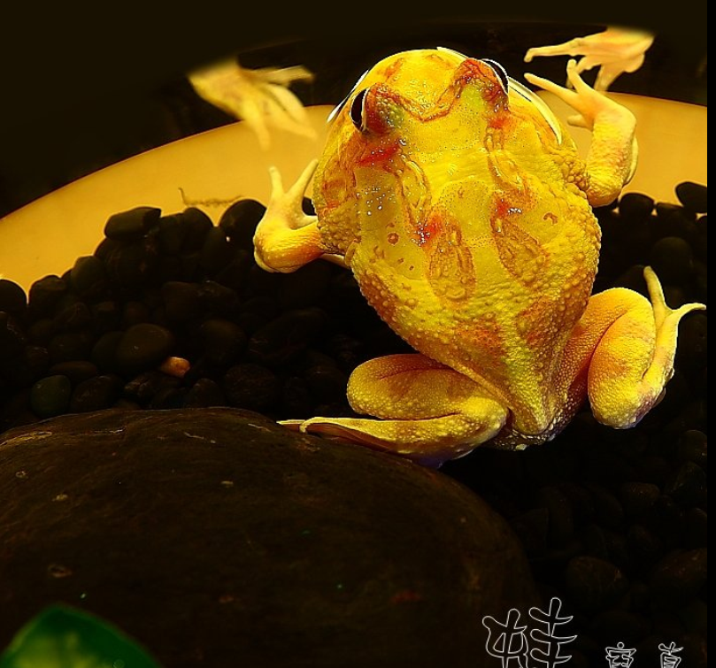 黄金蛙