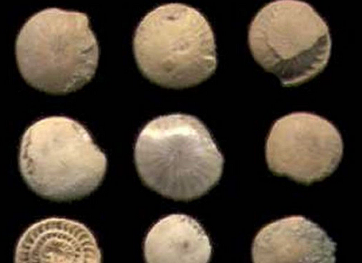  p>货币虫(nummulites) 古 a href="#" data-lemmaid="149803">无脊椎