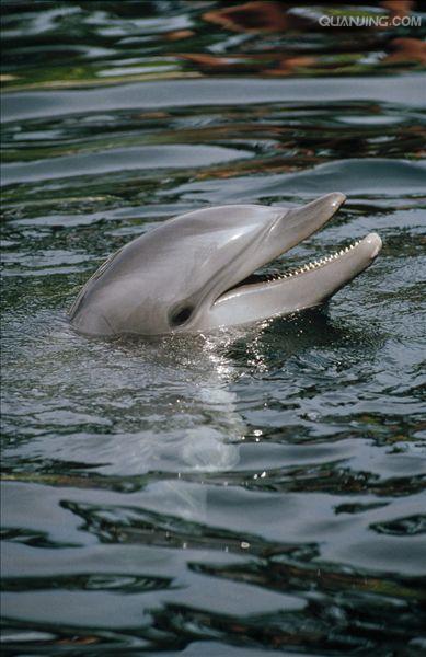  p>宽吻海豚, i>tursiops truncatus  /i>(montagu, 1821), a target=
