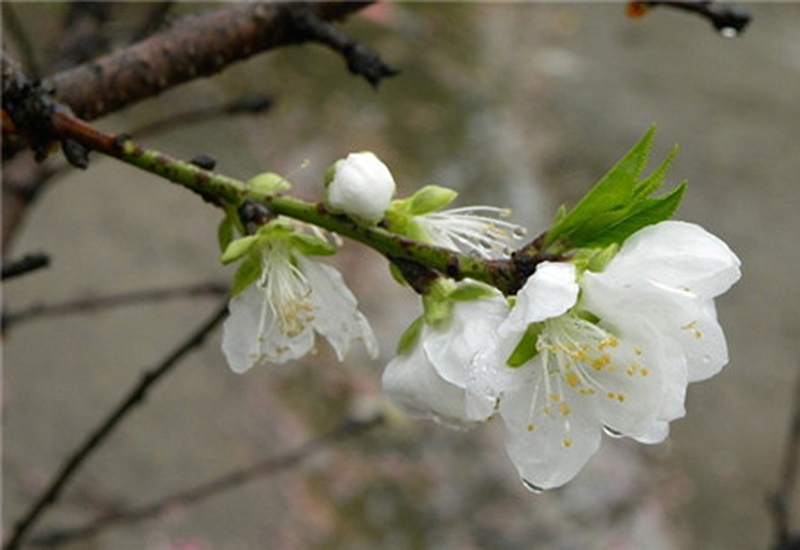 prunus persica atropurpurea