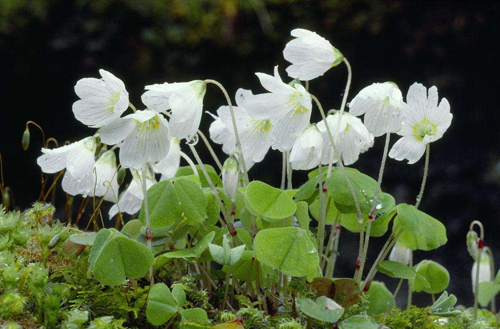  p>白花酢浆草(学名: i>oxalis acetosella /i> linn.