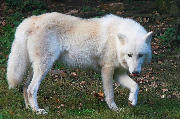  p>苔原狼 i>(学名:canis lupus albus) /i>是灰狼的一个亚种,属于