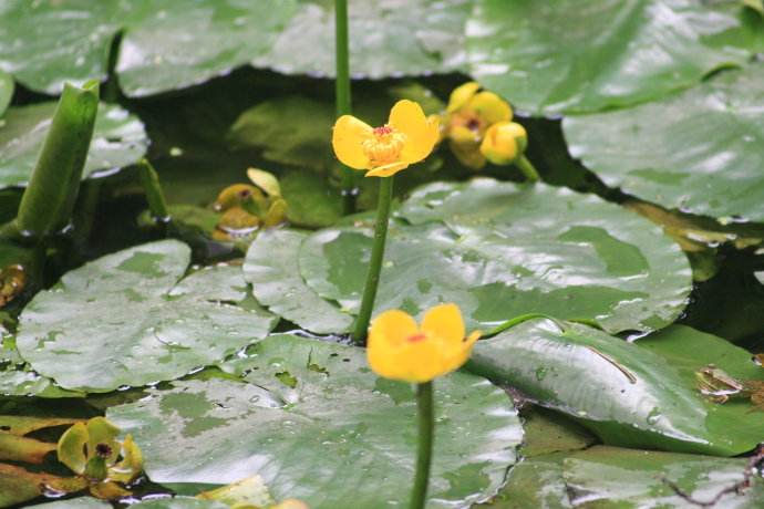 黄花荇菜