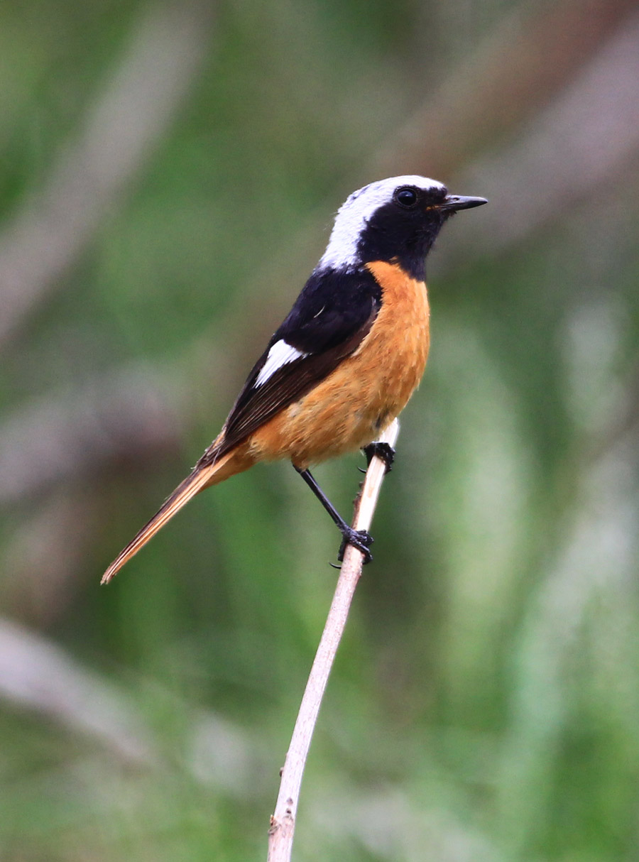 phoenicurus  erythrogaster