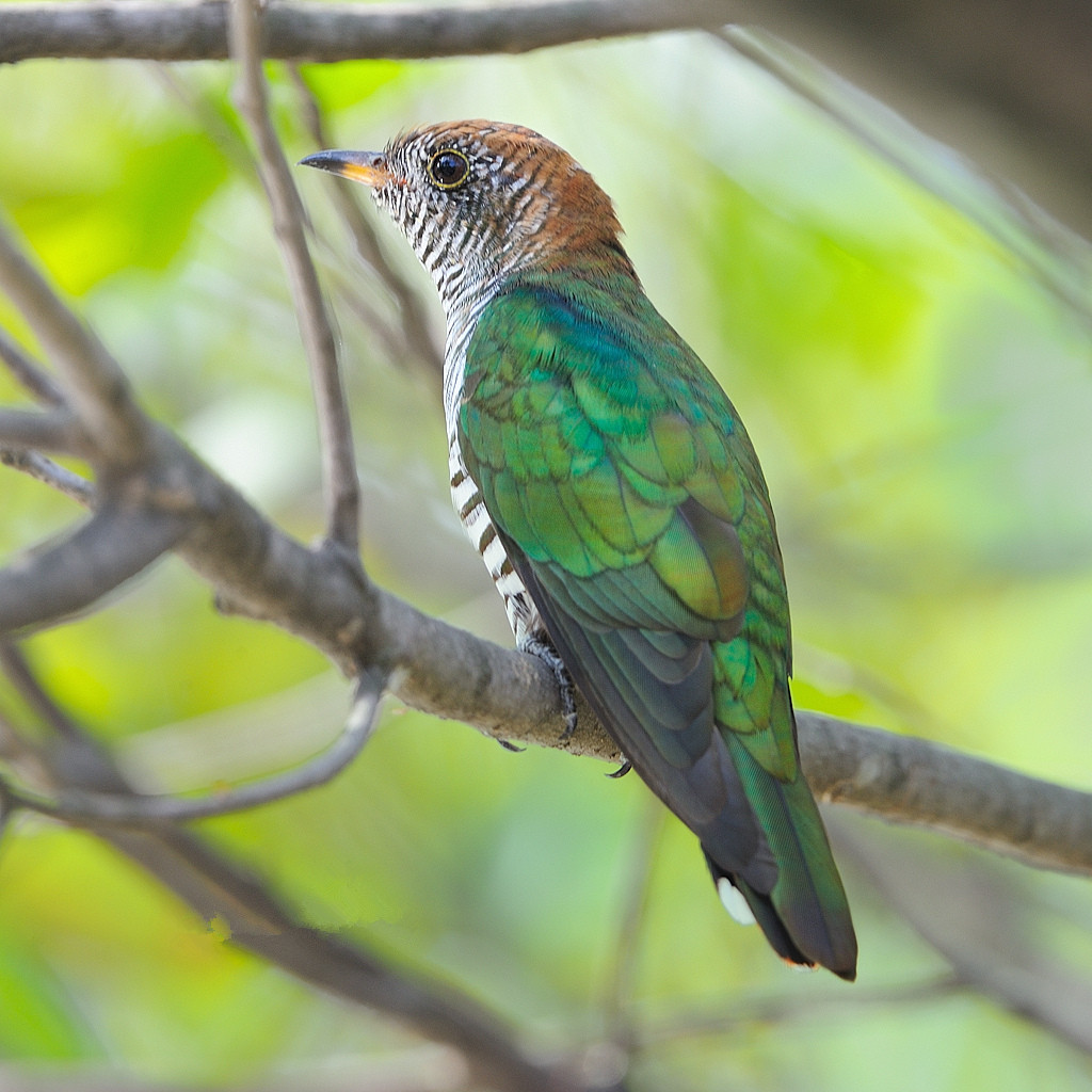  p>翠金鹃(学名: i>chrysococcyx maculatus /i>)体长约17厘米,雄鸟上