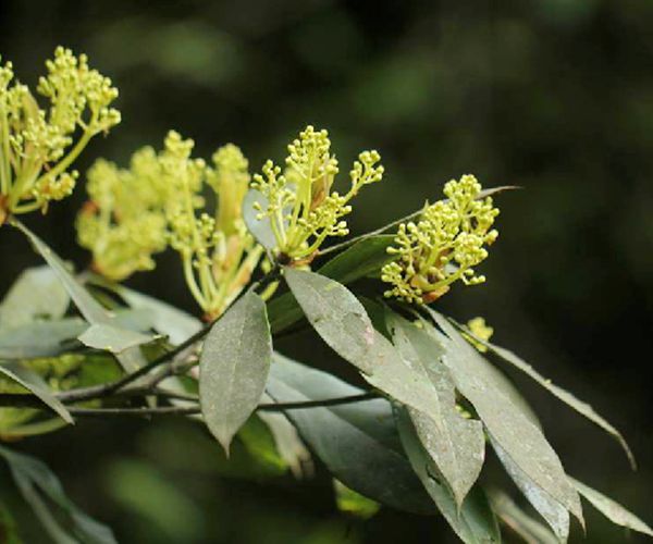  p>润楠(学名: i>machilus pingii /i> cheng ex yang )是樟科,润楠属