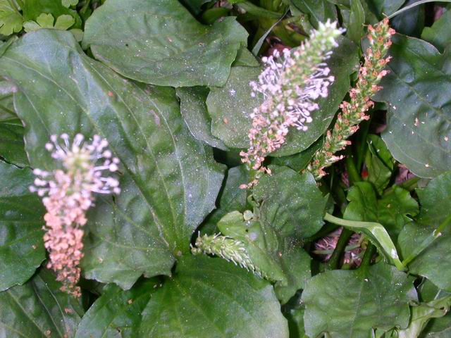  p>小花车前是车前科,车前属的一年生草本植物.植株矮小.