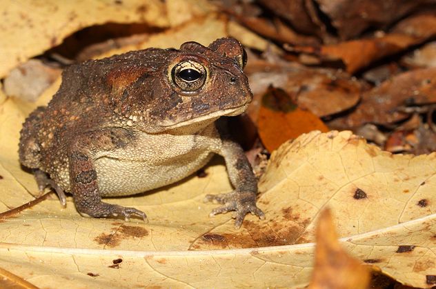  p>美国南部蟾蜍(学名: i>bofo terrestris /i>)体型短粗,背面皮肤上