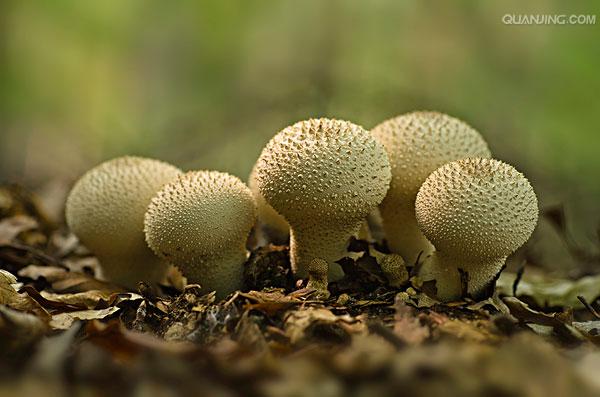  p> a target="_blank" href="/item/网纹马勃/1494457" data-lemmaid