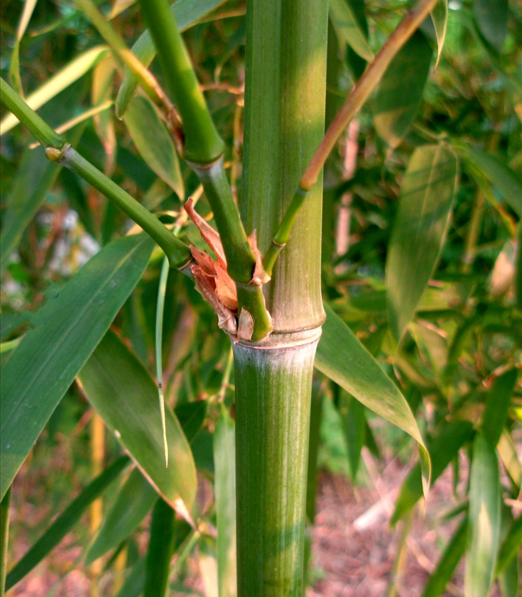  p>粉绿竹(学名: i>phyllostachys viridiglaucescens /i> (carriere)