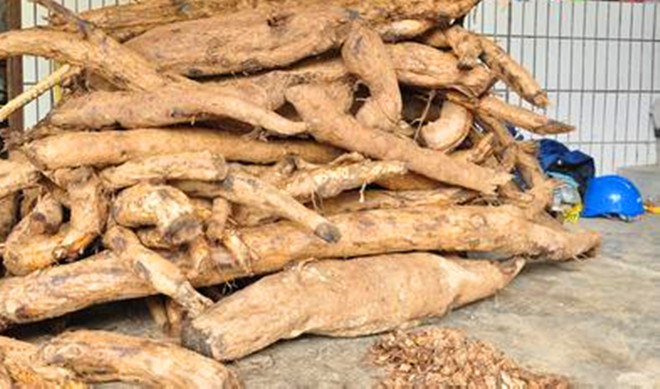  p>野生葛根为豆科植物野葛或甘葛藤萝的块根,是中国 a target="