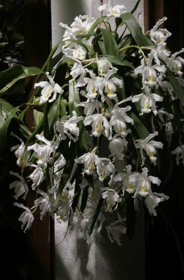  p>贝母兰(学名: i>coelogyne cristata /i>  lindl.