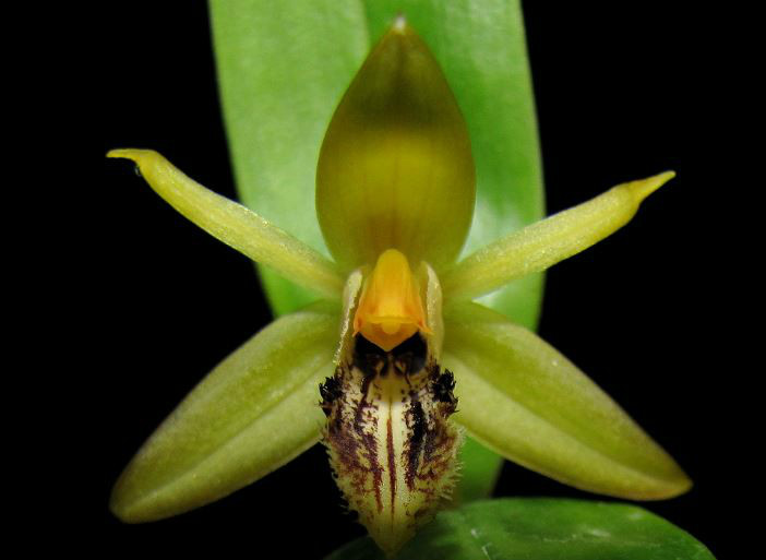  p>流苏贝母兰(学名: i>coelogyne fimbriata /i>  lindl.
