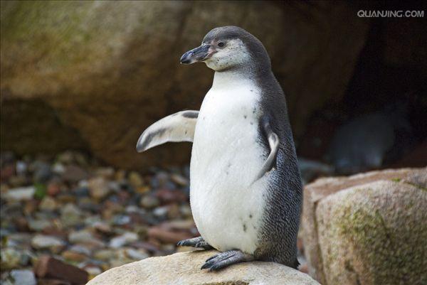 spheniscus magellanicus