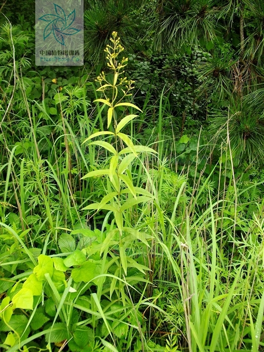  p>毛黄连花(学名:lysimachia vulgaris l)为 a href="#">珍珠菜属 /a