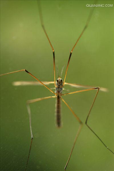  p>大蚊科(tipulidae)在传统分类学上是分为三个亚科: a href="#"