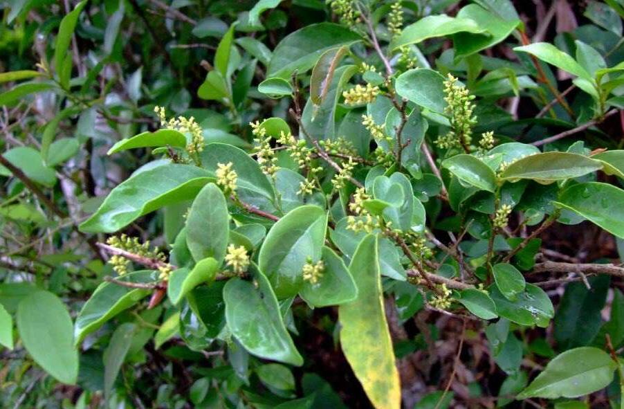  p>日本五月茶(学名:antidesma japonicum sieb. et zucc.