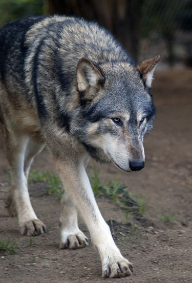 eastern canadian red wolf