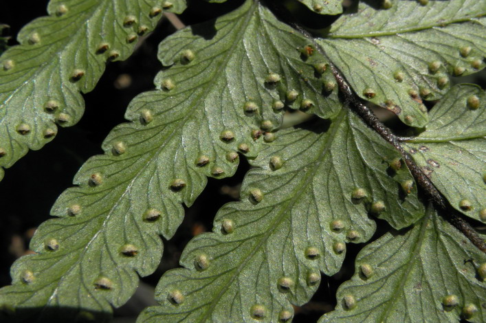  p>鳞盖蕨属(学名:microlepia presl)是碗蕨科下一个属,约有70余种