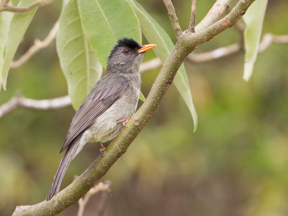 短脚鹎(学名: i>hypsipetes parvirostris /i>):是鹎科,短脚鹎属的 a