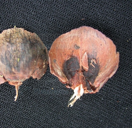 cathaya chun et kuang