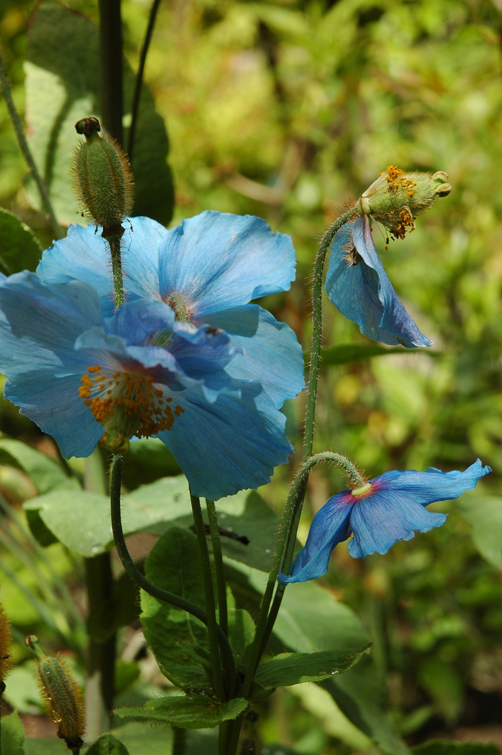  p>蓝花绿绒蒿,一年生或多年生 a target="_blank" href="/item/草本