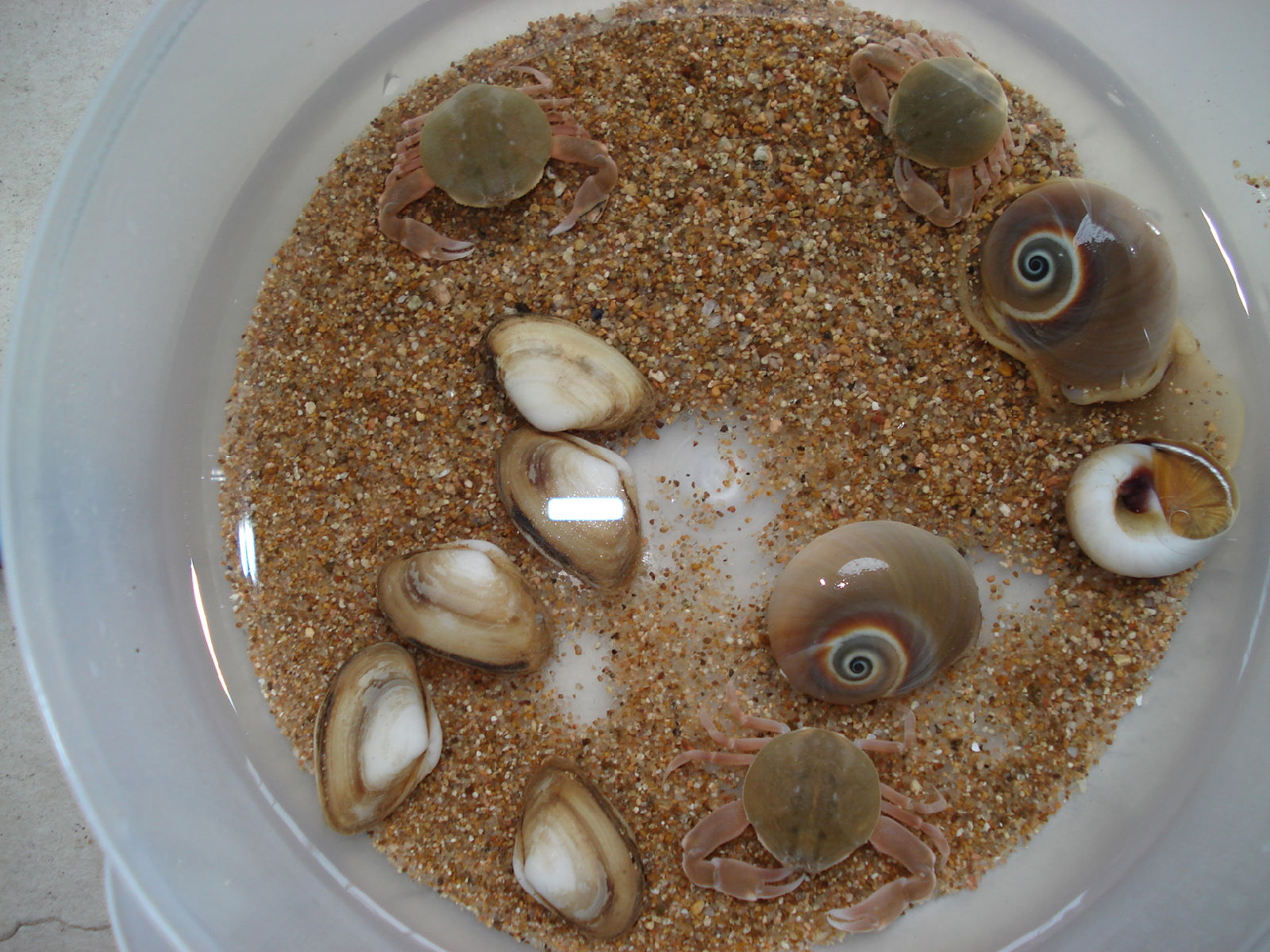 "tj2g9rbfqxru">扁玉螺是中腹足目玉螺科扁玉螺属软体动物,又叫大玉螺