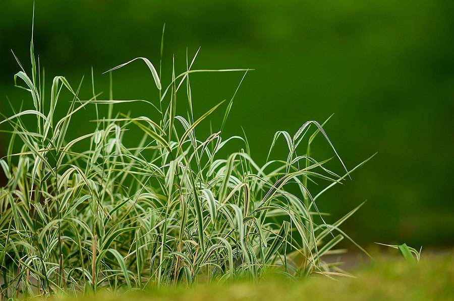  p>花叶燕麦草属 a href="#">禾本科 /a>, a href="#" data-lemmaid="