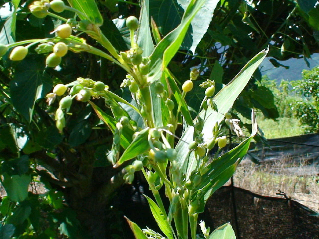  p>薏苡属(拉丁文:coix linn.