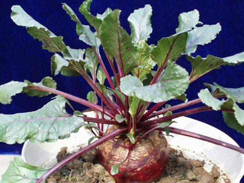 根甜菜农学名词